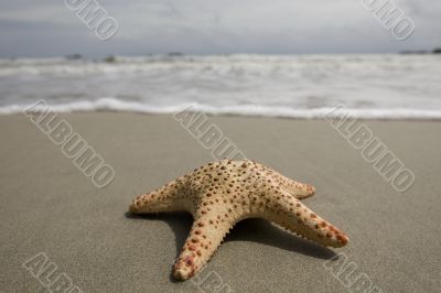 Starfish on the beach