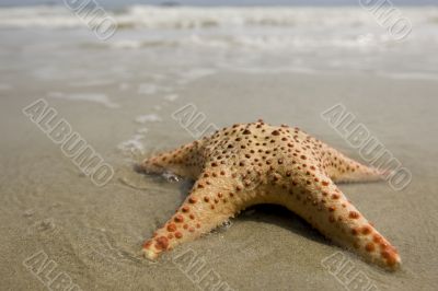Starfish on the beach