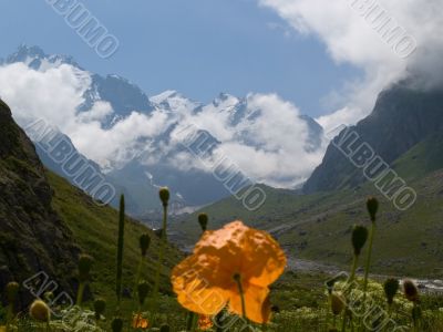 Mountains and flowers