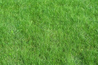 field of summer grass