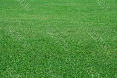 field of summer grass