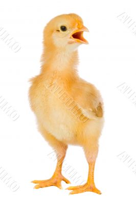 Yellow little chicken
