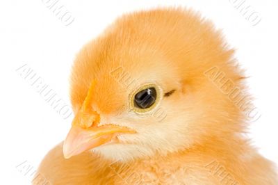 Yellow little chicken