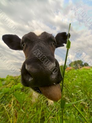 Smiling bull-calf