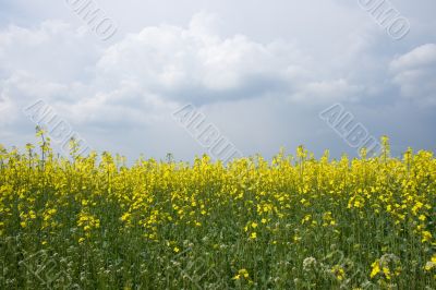 canola