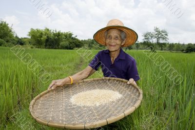 Old asian women sifts rice at the rice-field