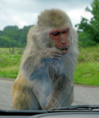 Monkey