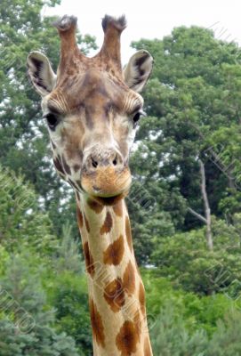 Giraffe