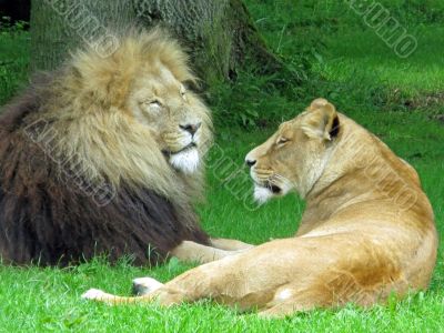 Lion and Lioness