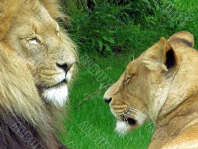 Lion and Lioness