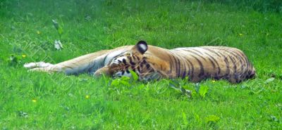 Tiger