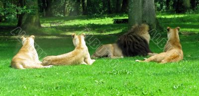 Lion and Lionesses