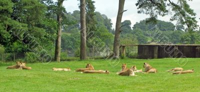 Lionesses