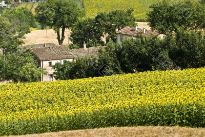 Farm near Ancona