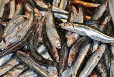 Fresh  anchovies