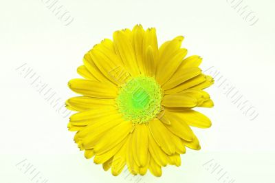 Tropical Flowers Background