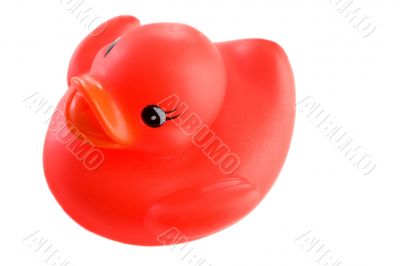 Red plastic duck