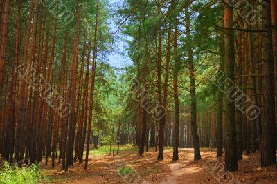 winding path