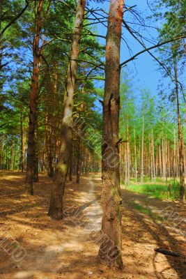 winding path