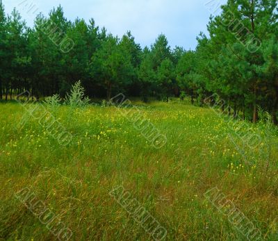winding path