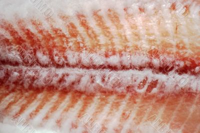fresh fish in the ice