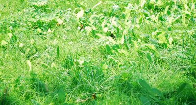  grass