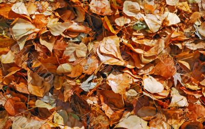 texture of autumn dry leaves
