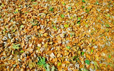 texture of autumn dry leaves