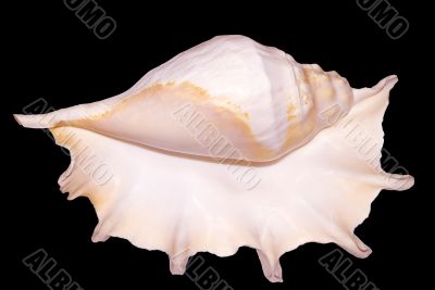 Shell
