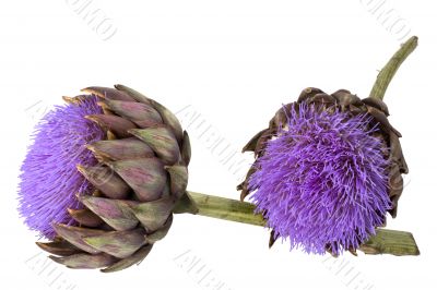 artichoke