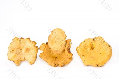 chanterelles