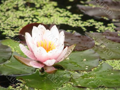 flower Lotus