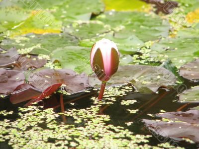 flower Lotus