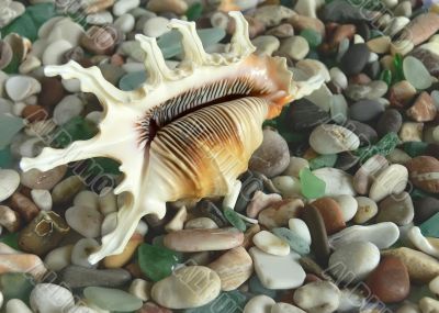 Sea shell on pebble