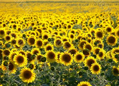 Sunflower field