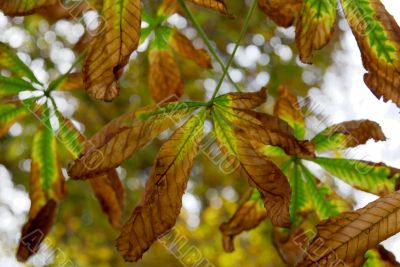 Leaves
