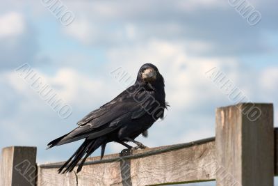 Crow