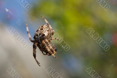 Spider