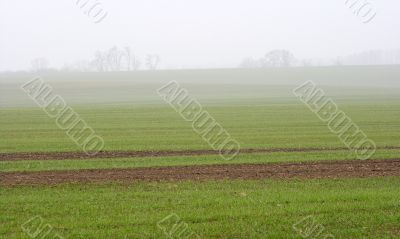 Fog