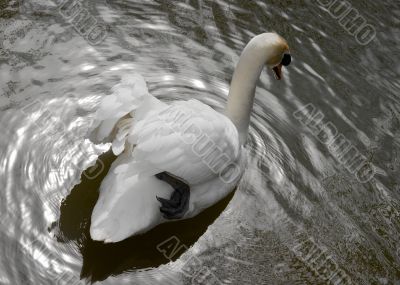 Swan