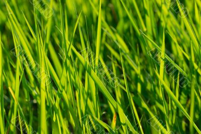 Grass
