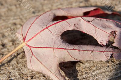 Leaf