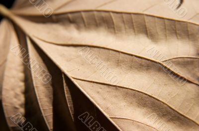 Leaf