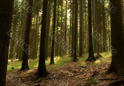 Forest