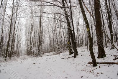 Winter