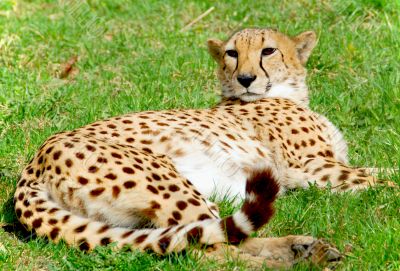 Cheetah In The Wild on grass