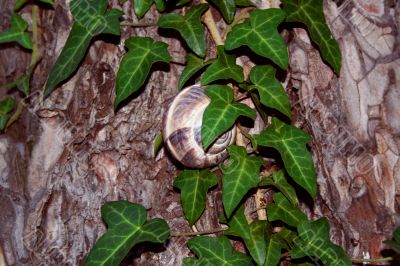 Snail on a tree