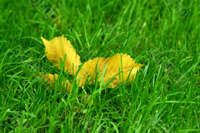 yellow leaf