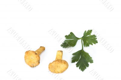 chanterelles