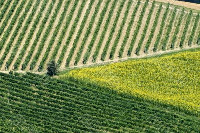 Marche - Landscape at summer